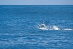 used in ad of Cabo Fish Reports. Publicated in issue 35.