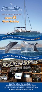 Eco Cat_39