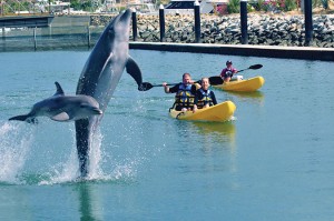dolphina_CP