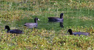 ducks