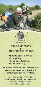 Birding Los Cabos_39