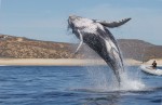 Whale watching.