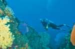 The living coral reef and abounding marine life provide adventures divers with ideal conditions.