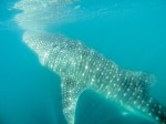 During the Cabo expeditions whale shark tour, you can swim alongside the largest fish in the world, gentle giants that measure some 30 feet long.