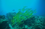 The living coral reef and abounding marine life provide adventures divers with ideal conditions.