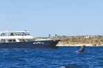 whale watching in Sun Rider 