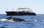 Whale watching.