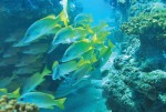 Cabo Pulmo is home to the only living coral reef in North America.