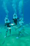 Sea trek activity with Cabo Expedition 