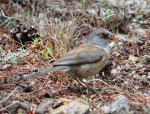 birding-los-cabos-baird'sjunco
