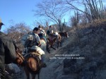 birding-los-cabos-sierra-laguna-must-go
