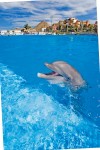 Cabo Dolphins offers dolphin encounters, swims, and trainer-for-a day programs for children and adults.