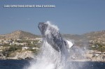 cabo-expeditions-cabo-san-lucas-img01