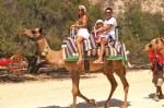 camel-quest-002