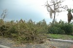 Palmilla