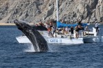 pezgato-whale-watching-02
