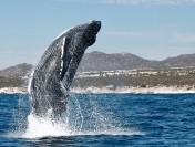 Whale Season Kicks Off in Los Cabos