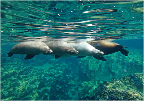 Don your snorkel gear and hop in the water to get a closer view of sea lions in Los Cabos and La Paz.