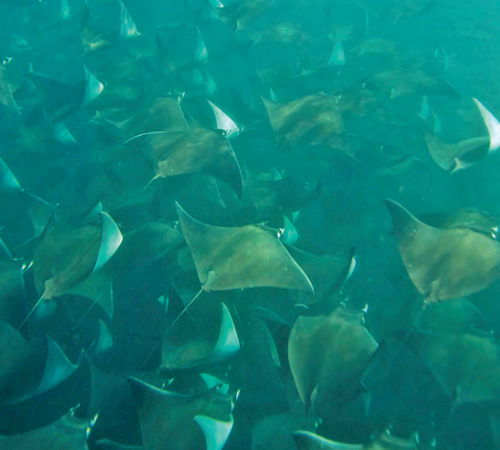 Mobulas make an impression, whether you spot them while snorkeling or as they jump from the water.